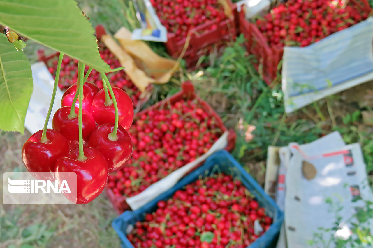 آشنایی با اقلیم چهارفصل دیار کریمان؛ وقتی کسی گیلاس کرمان را نمی‌شناسد