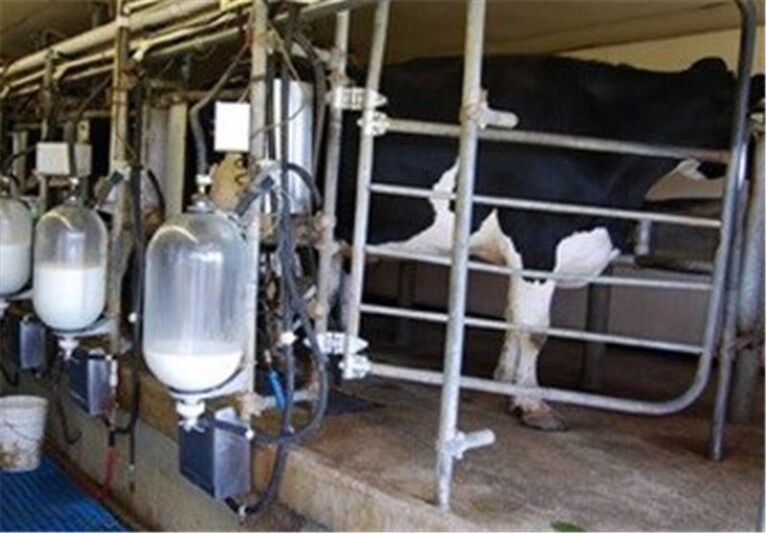 سالانه ۱۷ هزار و ۲۰۰ تن شیر خام در شهرستان اهر تولید می‌شود