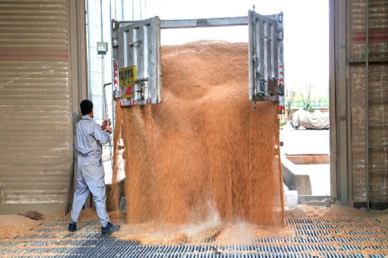 ۷ مرکز خرید گندم در مهاباد راه اندازی شد