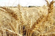 بیش از ۱۰ هزار تن گندم از کشاورزان قمی خریداری شد