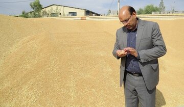 رکورد تولید گندم در ابرکوه  به ۴.۵ تن در هکتار رسید