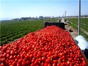 ارزش محصولات بخش کشاورزی کرمان ۲۰ هزار میلیارد تومان است