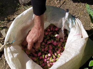 عطر گل محمدی در روستای سیاحومه بانه