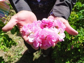 عطر گل محمدی در روستای سیاحومه بانه