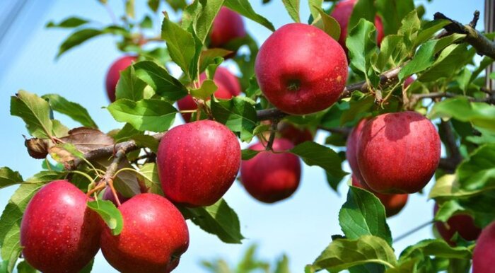 پیش بینی جذب ۱۴۰ هزار تن سیب آذربایجان غربی توسط صنایع تبدیلی