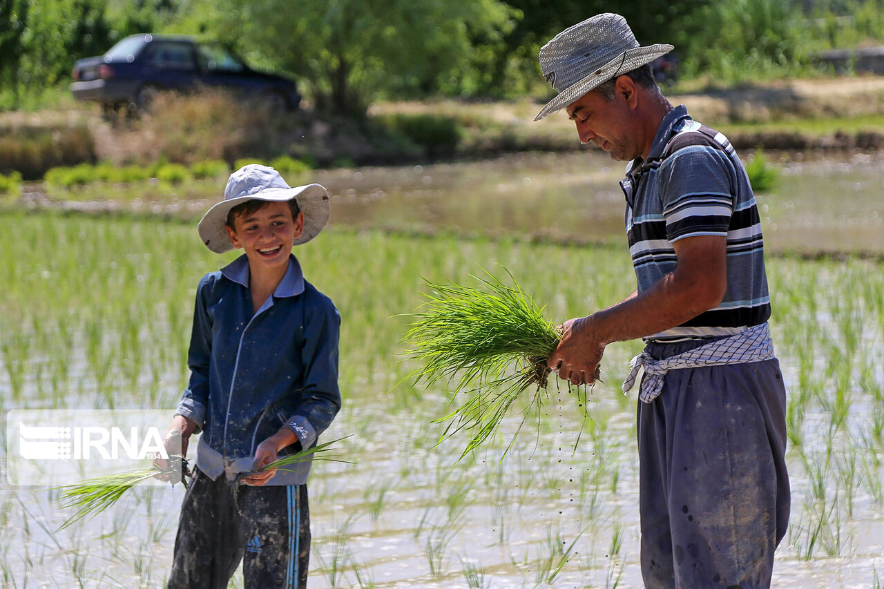 کشاورزان خراسان شمالی یونجه را جایگزین برنج کنند 
