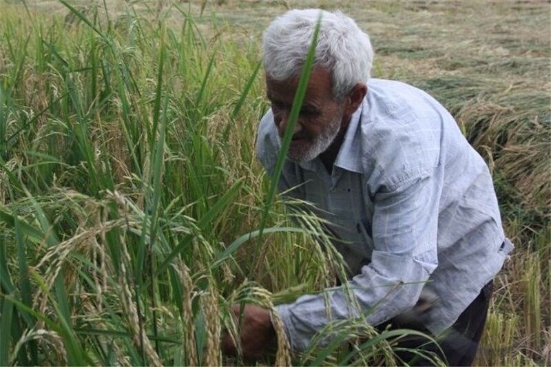 برداشت علوفه از مراتع ییلاقی تالش آغاز شد
