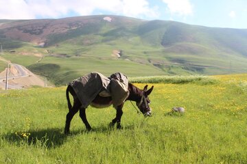 مراتع وگوسفندان خلخال