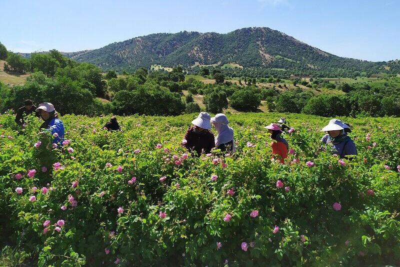 مزارع بانه مستعد برای کشت گل محمدی