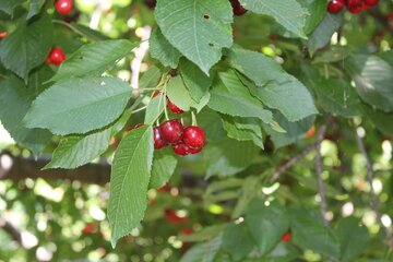 برداشت گیلاس در روستای شیت شهرستان طارم