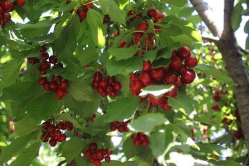 برداشت گیلاس در روستای شیت شهرستان طارم