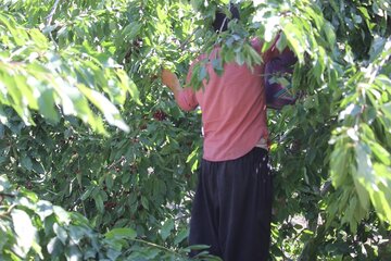 برداشت گیلاس در روستای شیت شهرستان طارم