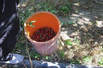 برداشت گیلاس در روستای شیت شهرستان طارم