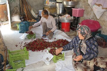 برداشت گیلاس در روستای شیت شهرستان طارم