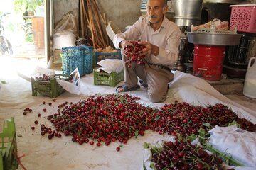 برداشت گیلاس در روستای شیت شهرستان طارم