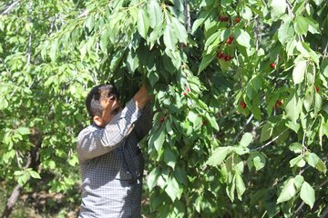 برداشت گیلاس در روستای شیت شهرستان طارم