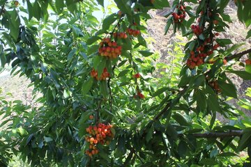 برداشت گیلاس در روستای شیت شهرستان طارم