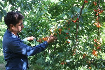 برداشت گیلاس در روستای شیت شهرستان طارم