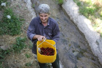 برداشت گیلاس در روستای شیت شهرستان طارم