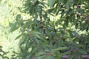 برداشت گیلاس در روستای شیت شهرستان طارم