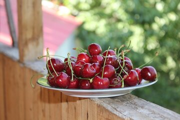 برداشت گیلاس در روستای شیت شهرستان طارم