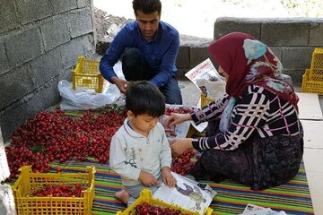 برداشت گیلاس در روستای شیت شهرستان طارم