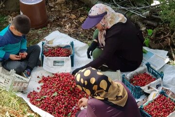 برداشت گیلاس در روستای شیت شهرستان طارم