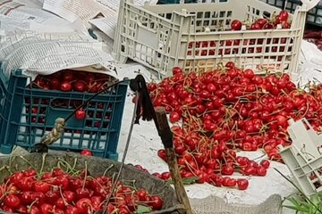 برداشت گیلاس در روستای شیت شهرستان طارم