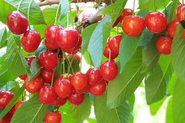 برداشت گیلاس در روستای شیت شهرستان طارم