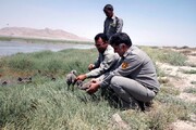 نجات جوجه‌های فلامینگو در دریاچه بختگان فارس ادامه دارد