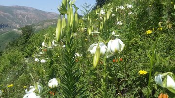  سوسن چلچراغ ثبت جهانی ماسوله را آسان می کند