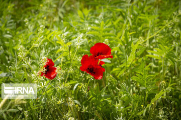 Iran Beauties; Spring in Chaharmahal Va Bakhtiari's Koohrang