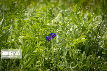 Iran Beauties; Spring in Chaharmahal Va Bakhtiari's Koohrang