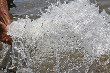 ایرنا - آستارا - یک میلیون و 280 هزار قطعه بچه ماهی سفید روز چهارشنبه با هدف غنی سازی ذخایر دریای خزر، در رودخانه چلوند بخش لوندویل شهرستان آستارا رها شدند.(عکاس: یوسف هدایتی)*15*