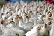 آرادان قطب تولید مرغ نیازمند حمایت ویژه است