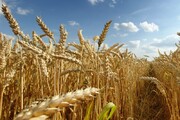۷ هزار تن محصول گندم در خوسف برداشت می‌شود