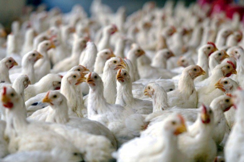 ۱۲ هزار قطعه مرغ در بهاباد یزد تلف شد