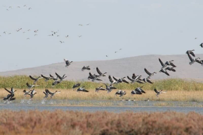 جمعیت پرندگان بومی در تالاب های نقده حدود ۲۵ درصد افزایش یافت

