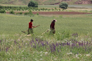 طبیعت سرسبز تکاب