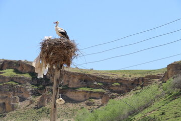 طبیعت سرسبز تکاب