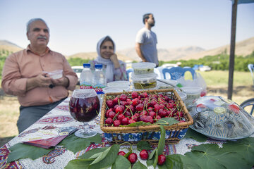 جشنواره گیلاس در روستای سردهلق شهرستان صحنه