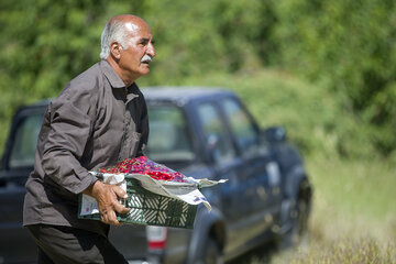 جشنواره گیلاس در روستای سردهلق شهرستان صحنه