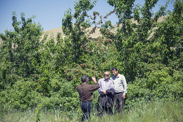 جشنواره گیلاس در روستای سردهلق شهرستان صحنه