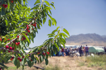 جشنواره گیلاس در روستای سردهلق شهرستان صحنه