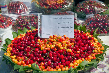 جشنواره گیلاس در روستای سردهلق شهرستان صحنه