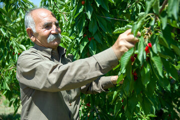 جشنواره گیلاس در روستای سردهلق شهرستان صحنه