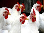 تولیدکنندگان مرغ ضرر می دهند