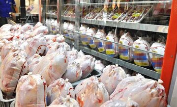 ۵۰۰ تن مرغ برای تنظیم بازار ایلام ذخیره سازی می شود
