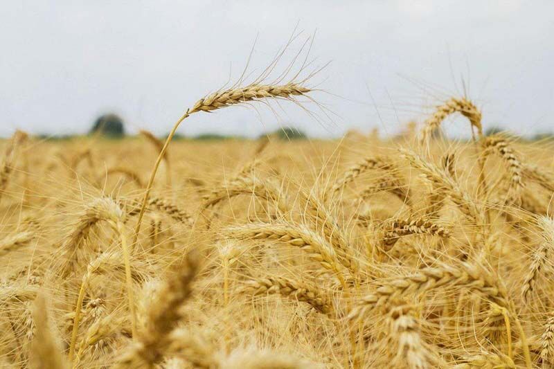 بیش از 1.3 میلیون تن گندم به نرخ تضمینی از کشاورزان خوزستانی خریداری شد