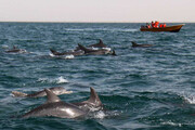 مرگ مشکوک 200 دلفین در سواحل آفریقا